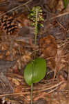 Green adder's-mouth orchid